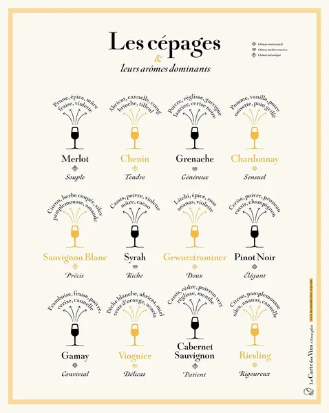 Poster sommelier vitigni regioni viticole educativo decorativo